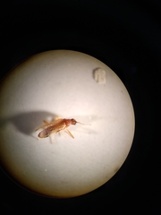 Thylodrias contractus