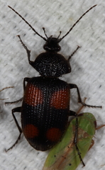 Panagaeus crucigerus