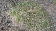Carex pediformis