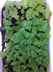 Calceolaria tripartita