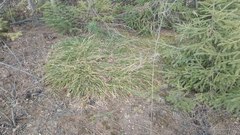 Carex pediformis