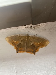 Thinopteryx nebulosa