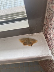 Thinopteryx nebulosa