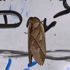 Pseudodirphia obliqua