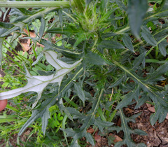 Cirsium engelmannii