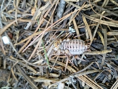 Cyphoderris monstrosa