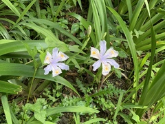 Iris formosana