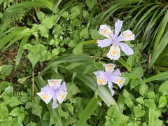 Iris formosana