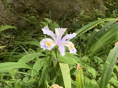 Iris formosana