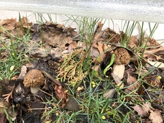 Morchella populiphila