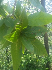 Quercus rysophylla