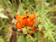 Elleanthus aurantiacus