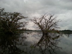 Macrolobium acaciifolium