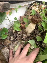 Morchella populiphila