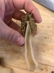 Morchella populiphila