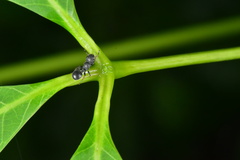 Cataulacus granulatus