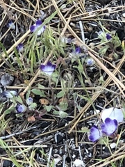 Phacelia davidsonii
