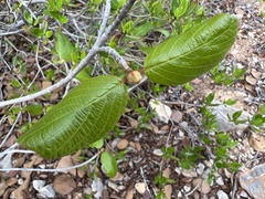 Guettarda krugii