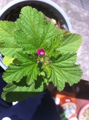 Fuertesimalva limensis