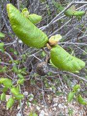 Guettarda krugii