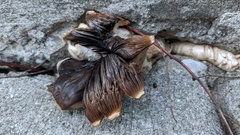 Agaricales