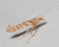 Caloptilia paradoxum