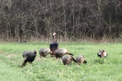 Meleagris gallopavo