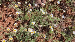 Anthemis rascheyana