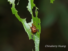 Agomadaranus pardaloides