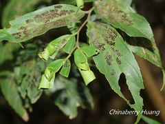 Agomadaranus pardaloides