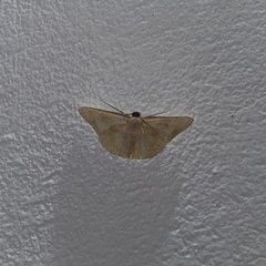 Pycnoneura protrusilinea