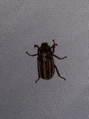 Polyphylla occidentalis