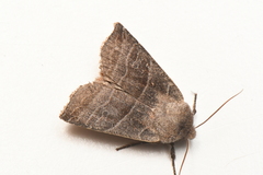 Eupsilia devia