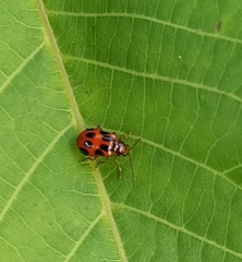Paridea octomaculata