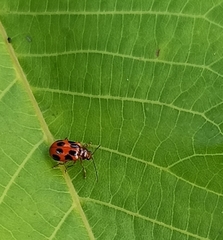 Paridea octomaculata
