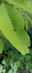 Paridea octomaculata