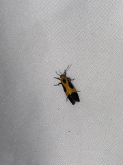 Cisthene kentuckiensis