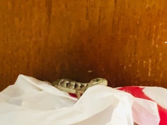 Elgaria multicarinata