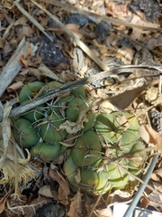 Coryphantha elephantidens