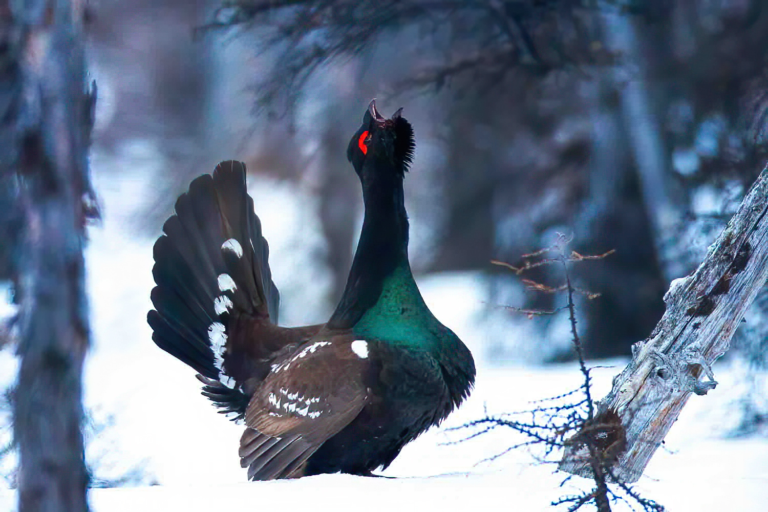 Black-billed Capercaillie illustration