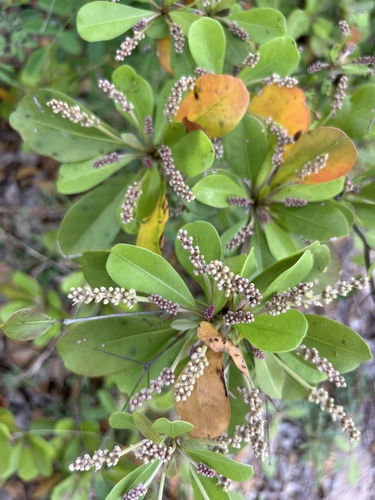 Terminalia buceras