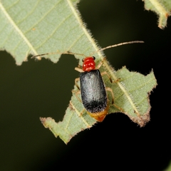 Trichobalya bowringii