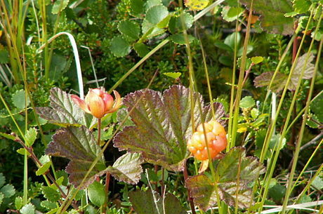 File:Alaska wild berries.jpg - Wikipedia