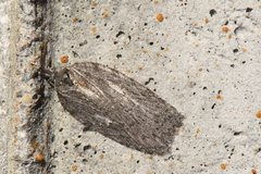 Acleris maximana