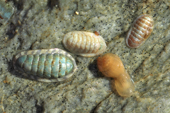 Ischnochiton oniscus