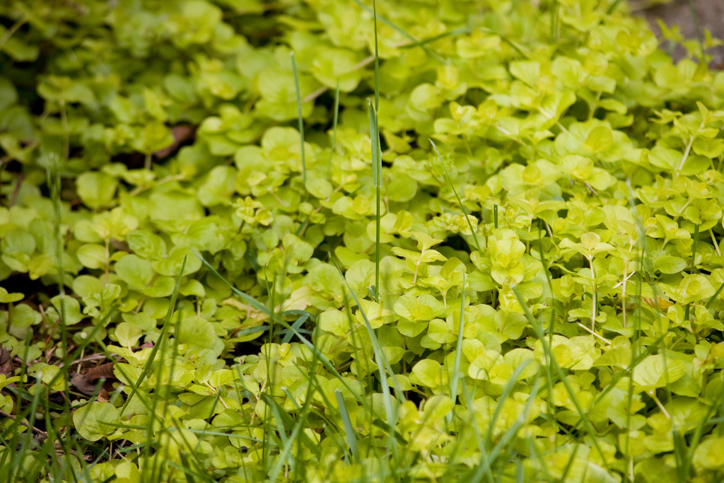 Pilea rampant miniature (Baby Tears) (Pilea depressa (Sw.) Blume)