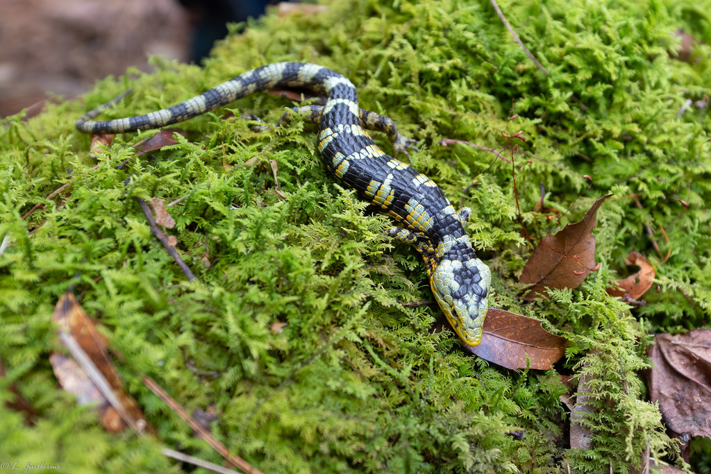 Banded Arboreal Alligator Lizard
