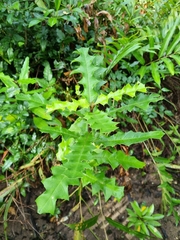 Acanthus ilicifolius