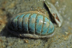 Ischnochiton oniscus