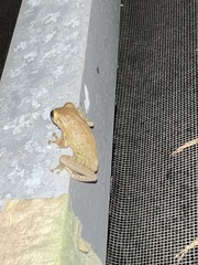 Osteopilus septentrionalis